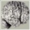 625 -  The Brain in black and white